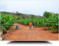 Banana Plantation