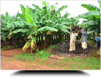 Agriculture Work